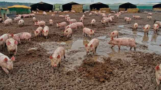 Criação de Porcos: gigantesco problema ambiental